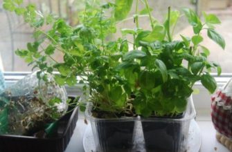 Как вырастить зелень дома на подоконнике