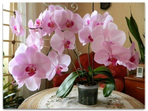 Как помочь орхидее зацвести: советы опытных цветоводов