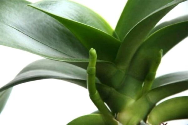 Как помочь орхидее зацвести: советы опытных цветоводов