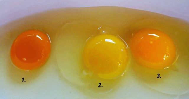 Какого цвета яичные желтки у здоровой курицы