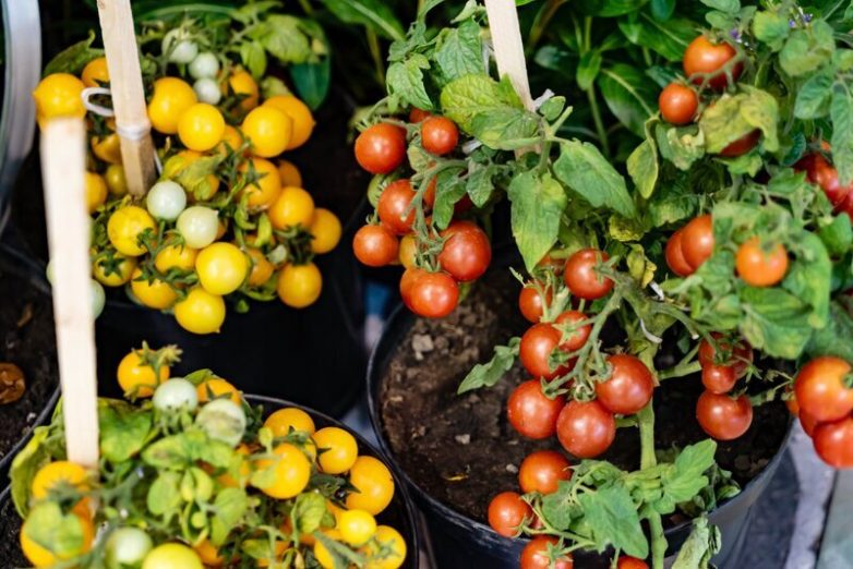 6 огородных растений, которые можно выращивать дома, собирая богатый урожай