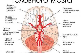 Помощь сосудам головного мозга