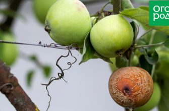 Яблоки гниют прямо на дереве – в чем причина, и что нужно делать