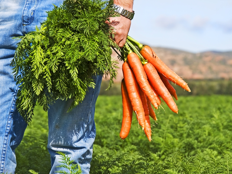 Секретный метод выращивания моркови: урожай гарантирован