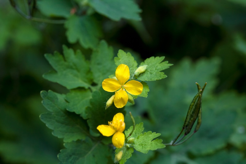 Чистотел Chelidonium majus. Chelidonium. Хелидониум (чистотел).. 43. Чистотел большой (Chelidonium majus. Ласточкина трава растение.