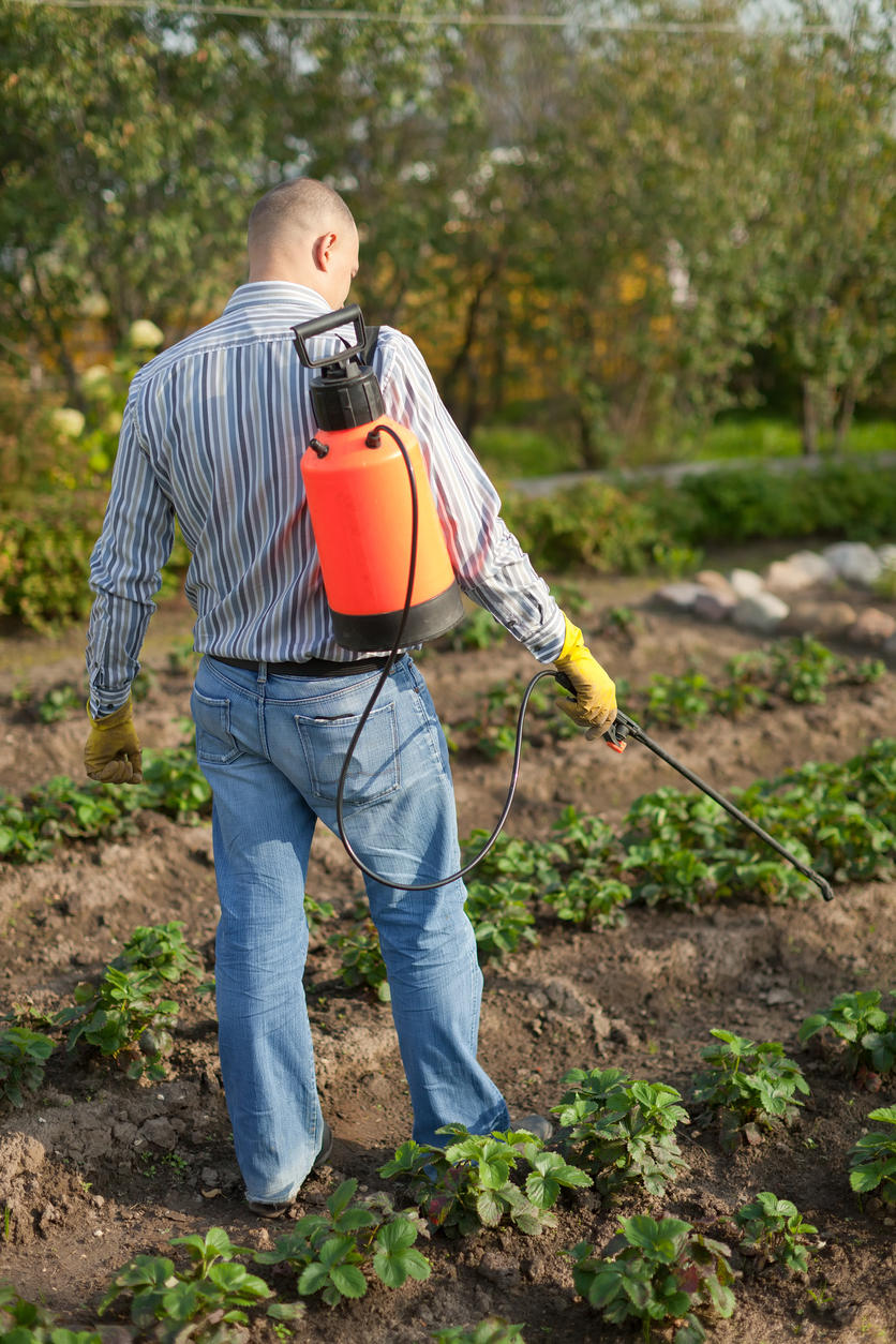 5 шагов к богатому урожаю земляники садовой — это надо просто запомнить