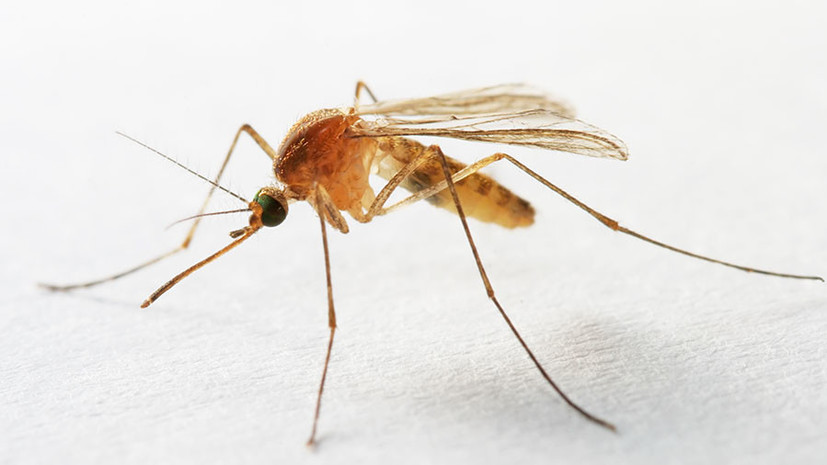 Ученые выяснили, какой человек является идеальной целью для комаров