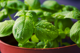 Стоп-комар – 6 натуральных и эффективных способов борьбы с надоедливыми насекомыми