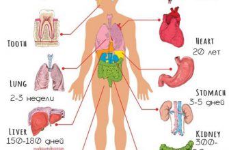 С какой периодичностью обновляется организм