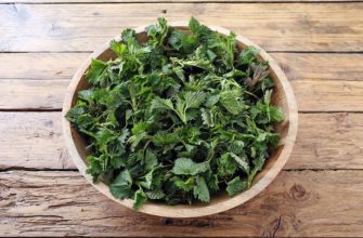 Полезные свойства крапивы