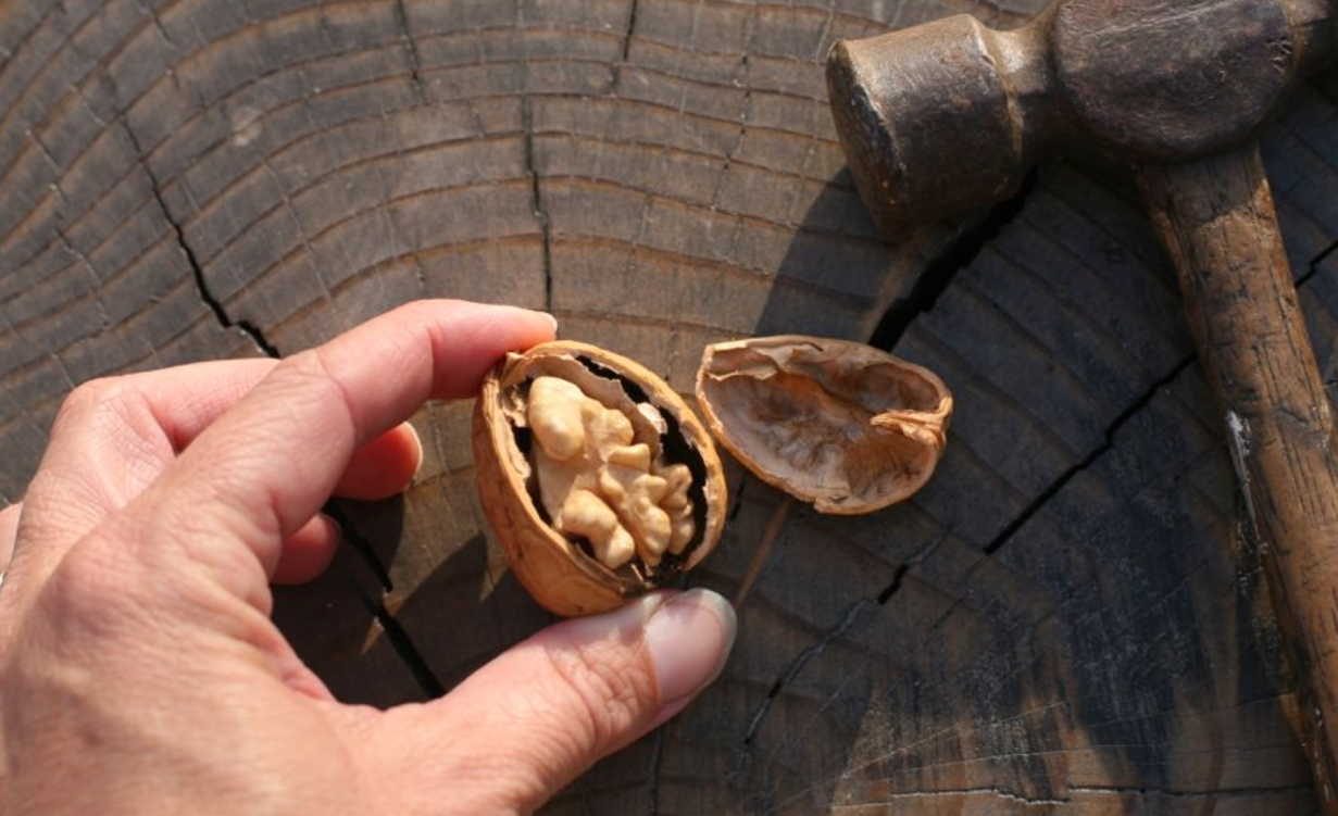 Сохраняйте перегородки грецких орехов — это целебное лекарство от многих болезней