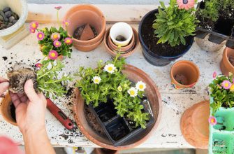 5 причин, из-за которых растения гибнут при пересадке