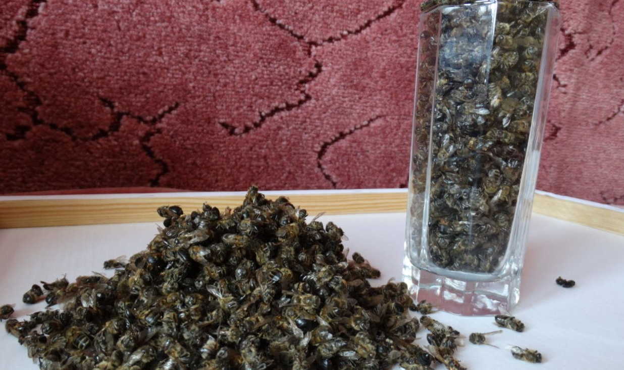 Настойка пчелиного подмора — эликсир от 100 болезней, даже онко