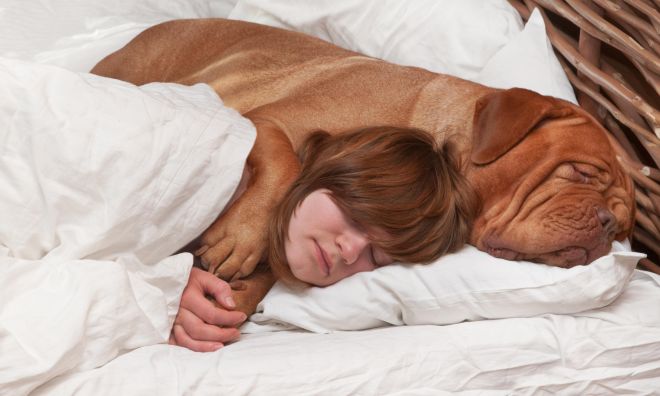 7 причин, почему кошку или собаку не стоит брать в постель