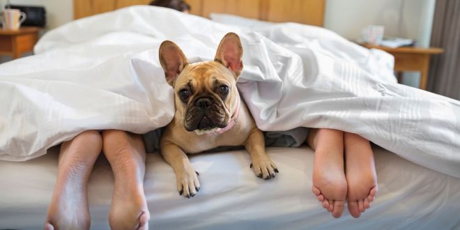 7 причин, почему кошку или собаку не стоит брать в постель