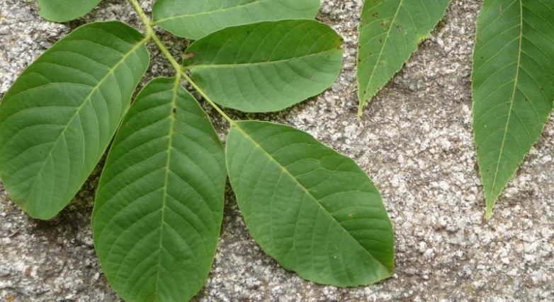 Полезные свойства листьев грецкого ореха
