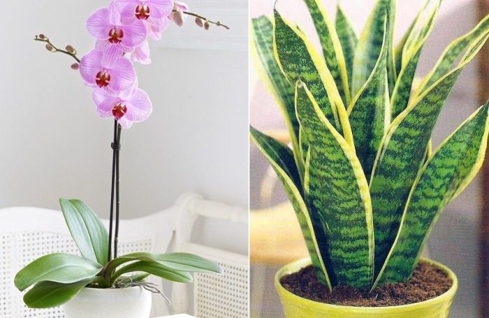 Комнатные растения для тех, кто часто ездит в командировки или просто забывает поливать цветы