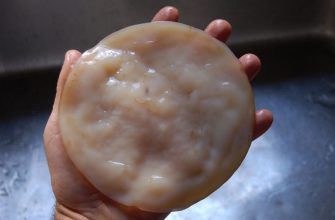 Применение и польза чайного гриба