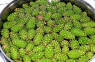 Еловые шишки для здоровья