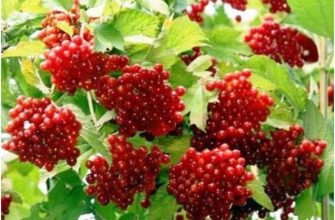 Лечебное применение калины