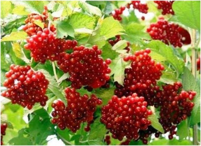 Лечебное применение калины