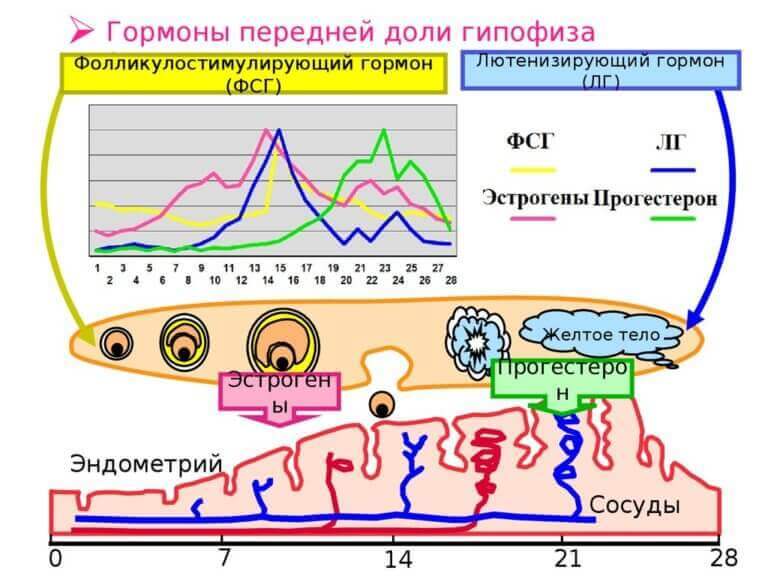 Женское здоровье: Самый уязвимый орган у женщин после 40 Женское здоровье: Самый уязвимый орган у женщин после 40