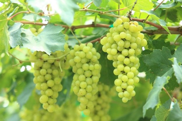 Виноград: все о полезных свойствах и применении