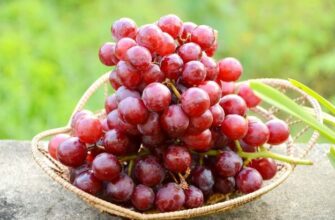 Виноград: все о полезных свойствах и применении
