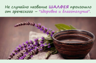 Шалфей — уникальное омолаживающее растение