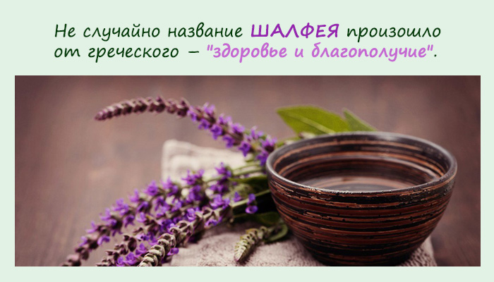 Шалфей — уникальное омолаживающее растение Шалфей — уникальное омолаживающее растение