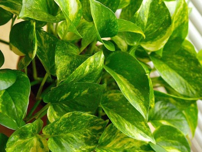 10 комнатных растений, с которыми дышится легче