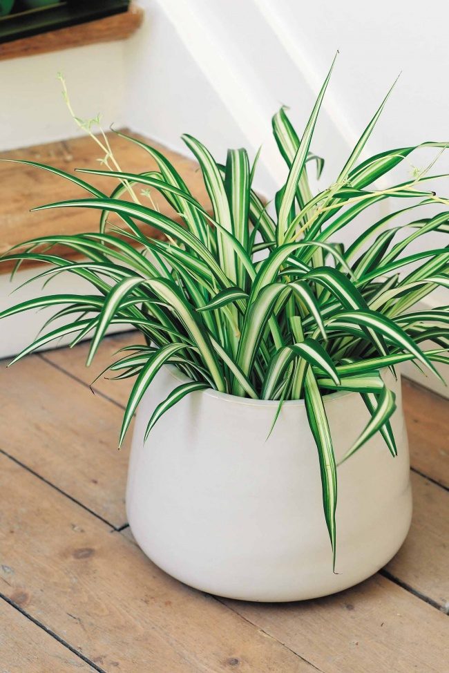 10 комнатных растений, с которыми дышится легче
