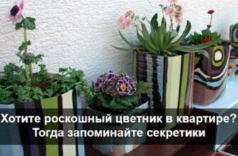ХОТИТЕ РОСКОШНЫЙ ЦВЕТНИК В КВАРТИРЕ? ТОГДА ЗАПОМИНАЙТЕ СЕКРЕТИКИ.
