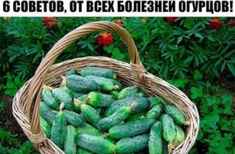 САМАЯ НАСТОЯЩАЯ ШПАРГАЛКА НА ЛЕТО! Все, что нужно знать об огурцах. 6 СОВЕТОВ, ОТ ВСЕХ БОЛЕЗНЕЙ ОГУРЦОВ!
