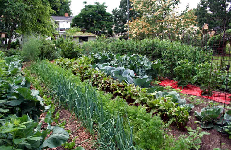 Какие овощи лучше посадить рядом, а какие лучше не стоит. Совместимость овощей на огороде.