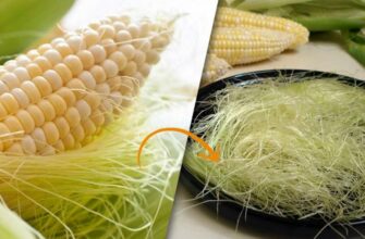 Не выбрасывайте кукурузный шелк! Он очень полезен для здоровья.