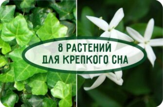 Растения, которые сделают сон крепким