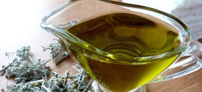 Трава полынь: лечебные свойства, показания и противопоказания для мужчин и женщин
