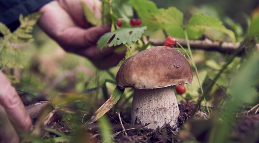 Сбор грибов 2021, срезать или выкручивать, грибные места и прочие советы миколога