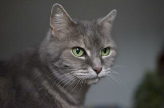 Взаимосвязь между котами и болезнями человека