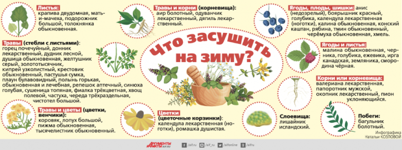 Какие лекарственные растения засушить на зиму