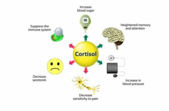 Почему так важен кортизол для организма