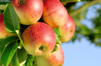 Двенадцать фактов о яблоках
