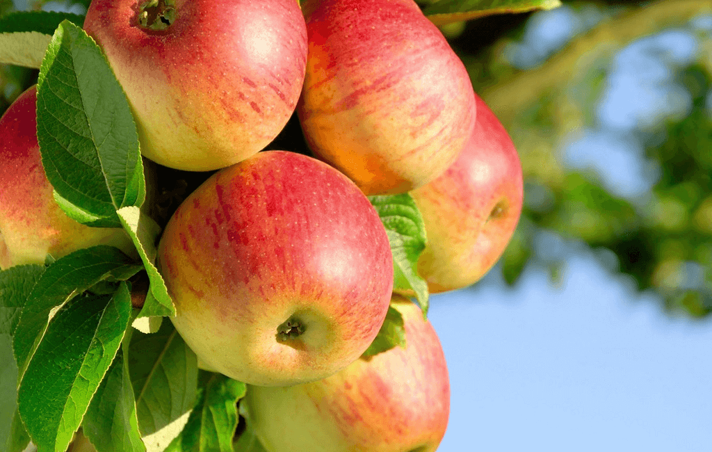 Двенадцать фактов о яблоках