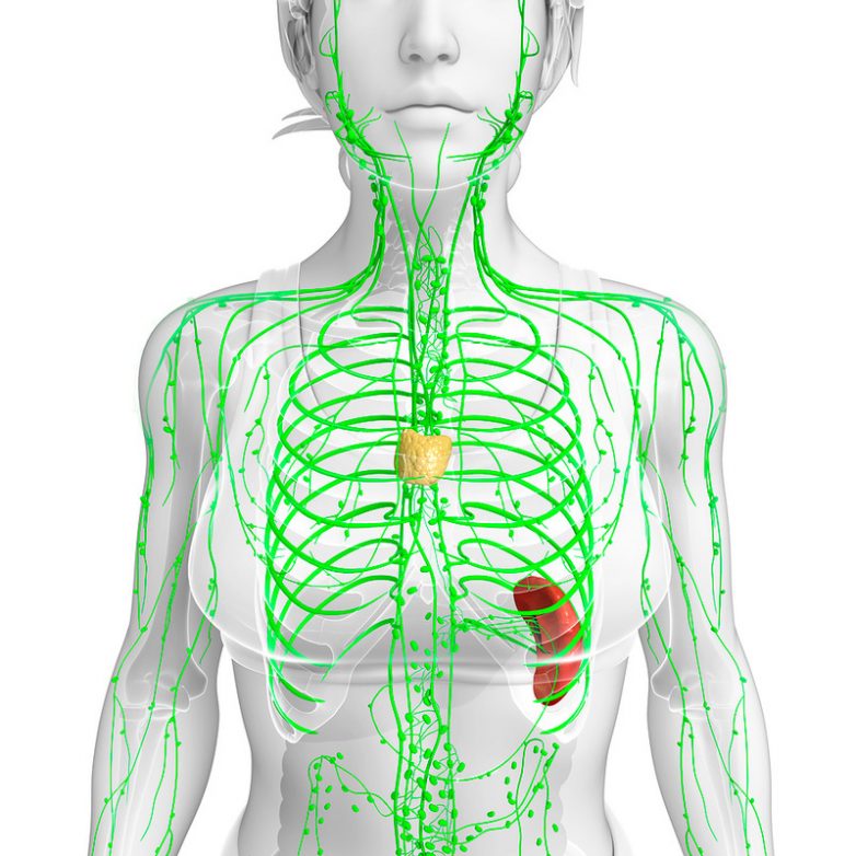 6 шагов к детоксикации через лимфатическую систему