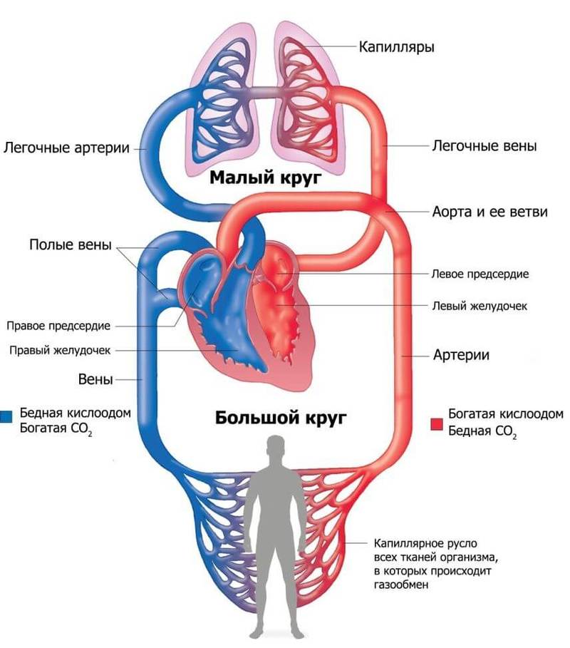 Какая вязкость крови, такая и жизнь