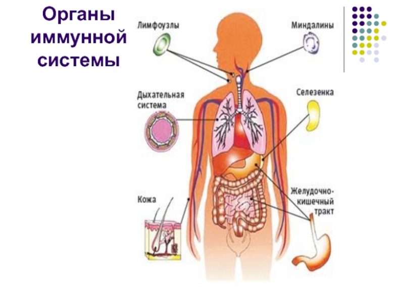 Как поддерживать чистоту лимфатической системы