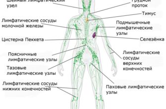 Как поддерживать чистоту лимфатической системы