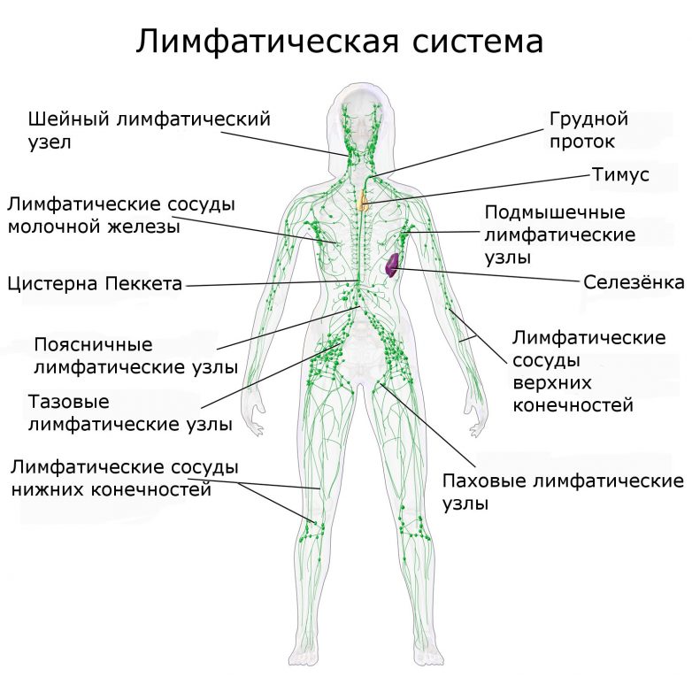 Ток лимфы в организме человека схема