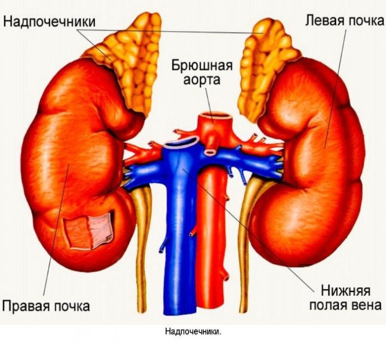 Что мы должны знать о своих почках